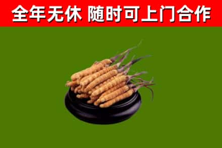 盘锦回收冬虫夏草